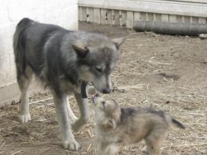 Wolfhybridpuppies